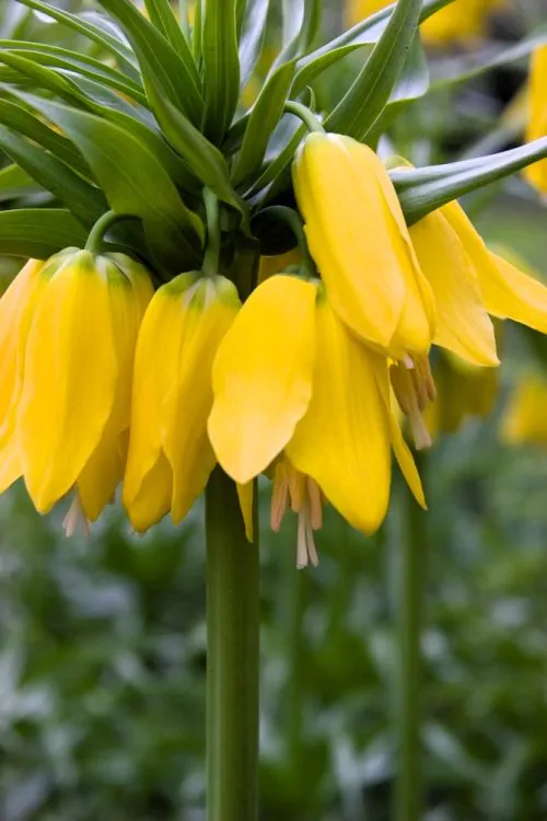Fritillaria - Fritillaria Lutea Imperialis 1 buc marime 20/22