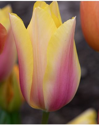 tip crin - Bulbi de lalele Marianne 3 buc marime 12