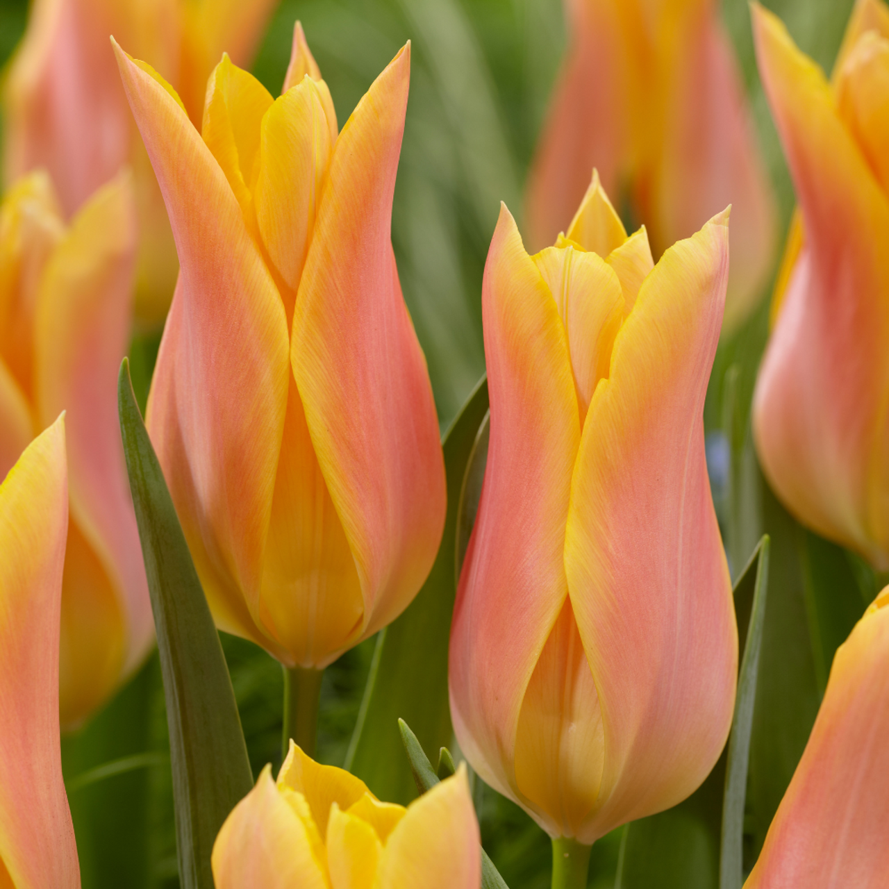 Bulbi de lalele Marianne 3 buc marime 12 [1]