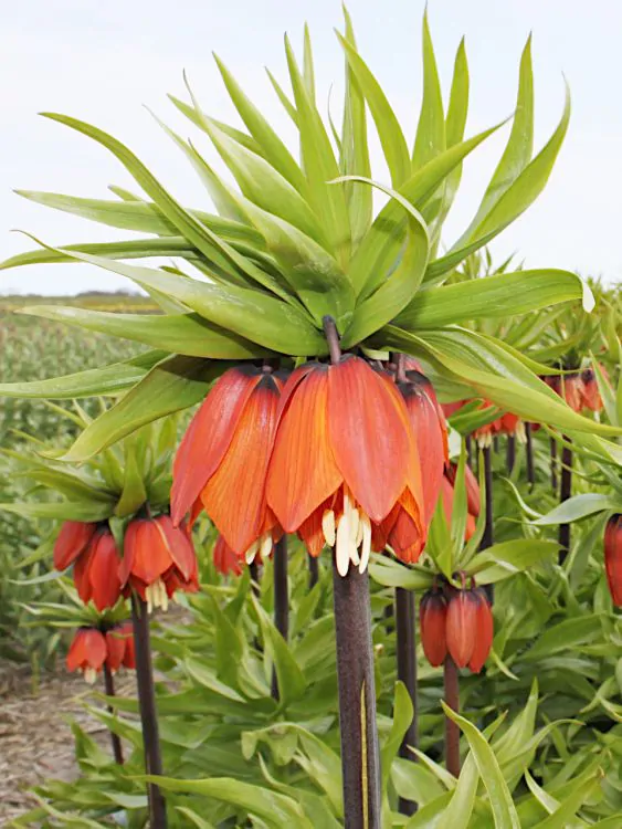 Fritillaria - Bulbi de fritillaria (Floarea Pastelui) Orange brilliant 1 buc marime 18/20