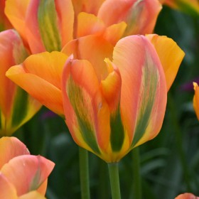 viridiflora - Bulbi de lalele Orange marmelade 3 buc marime 11/12