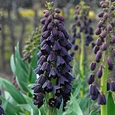 Fritillaria - Bulbi fritillaria Persica  Adiyaman  (Floarea Pastelui) 1 buc marime 18/20