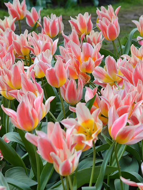 greigii - Bulbi de lalele greigii Quebec marime 12+