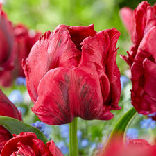 papagal - Lalele Red Maddona tip papagal rosii