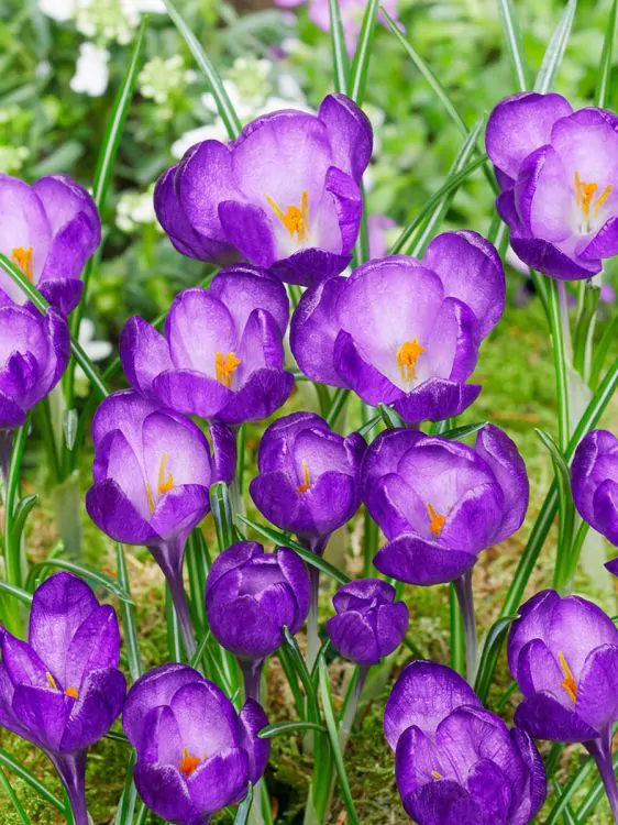 Branduse de primavara - Crocus (branduse) Ruby giant tommassianus 5 buc marime 5/7