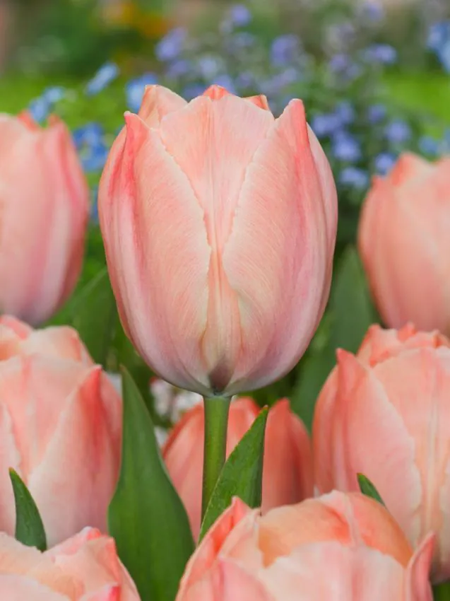 Bulbi de lalele Salmon van Eijk marime 12 [1]