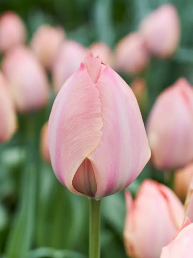 darwin - Bulbi de lalele Salmon van Eijk marime 12