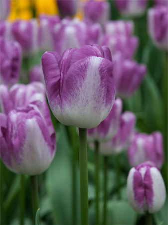 Bulbi de toamna - Bulbi de lalele triumph Shiun marime 12+