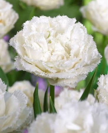franjurate duble, batute, tip bujor - lalele duble franjurate Snow Crystal