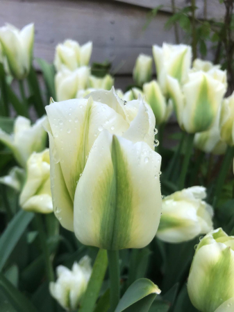 viridiflora - Bulbi de lalele Spring Green 3 buc marime 11/12