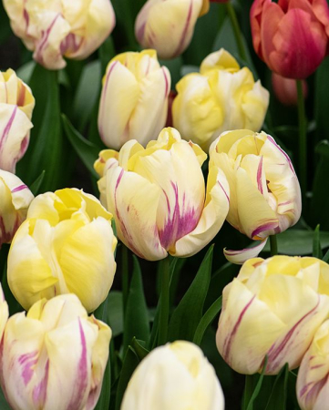 triumph - Lalele triumph Suwath's Beauty marime 12