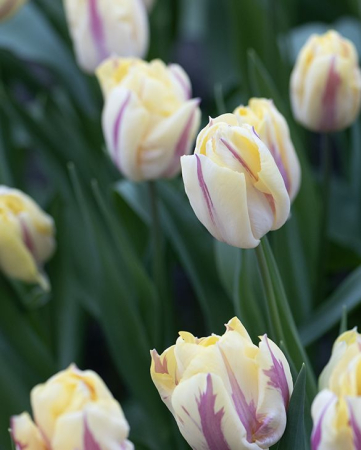 Lalele triumph Suwath's Beauty marime 12 [1]