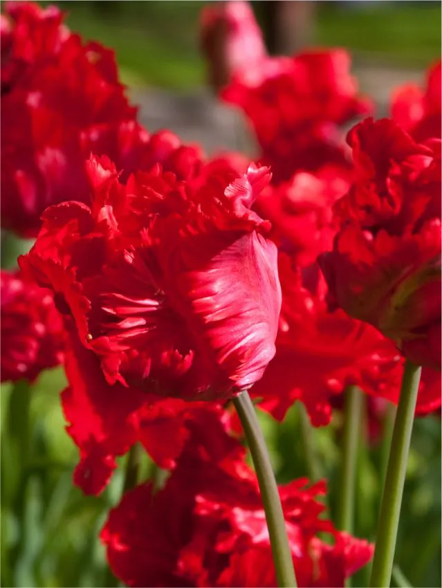Lalele Red Maddona tip papagal rosii [1]