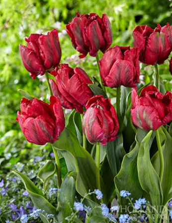Lalele Red Maddona tip papagal rosii [2]