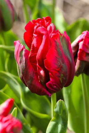 papagal - Lalele Red Maddona tip papagal rosii