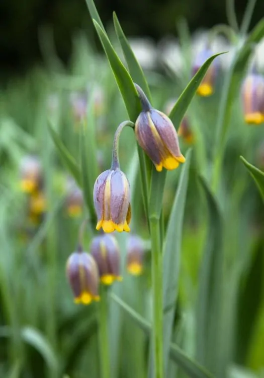 Bulbi fritillaria Uva vulpis 5 buc marime 7/8 [1]