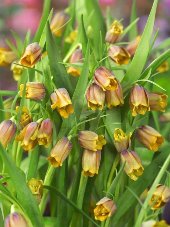 Fritillaria - Bulbi fritillaria Uva vulpis 5 buc marime 7/8
