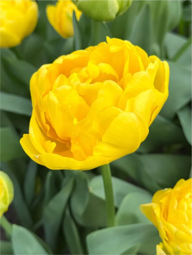 duble timpurii ( batute, tip bujor ) - Bulbi de lalele dubla timpurie Yellow Margarita marime 11/12