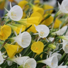 Jonquilla - Bulbi de narcise mix Arctic Bells si Golden Bells  7 buc marime 8/10
