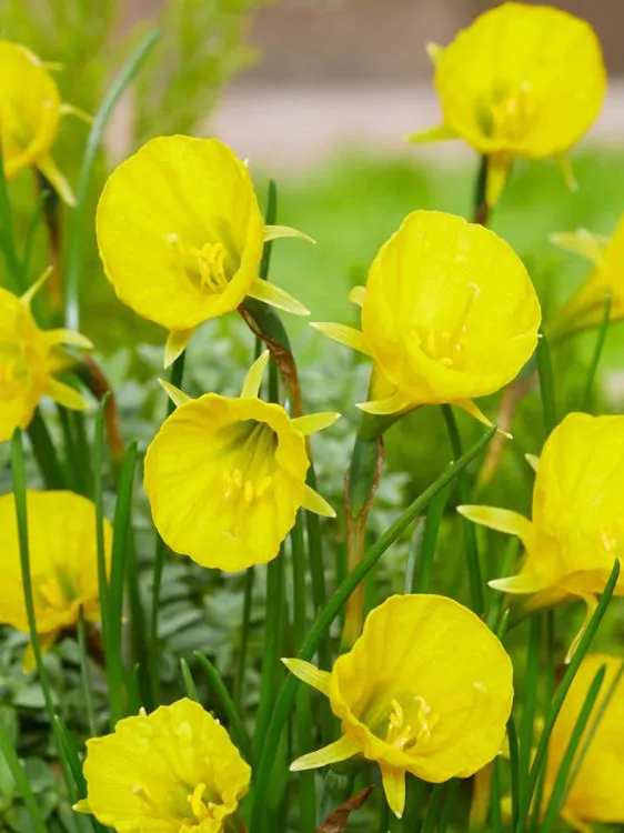 Bulbi de narcise mix Arctic Bells si Golden Bells  7 buc marime 8/10 [2]