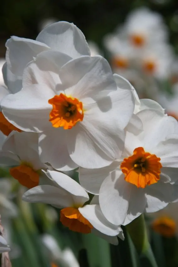 Narcise - Bulbi de narcise Geranium 3 buc marime 10/12