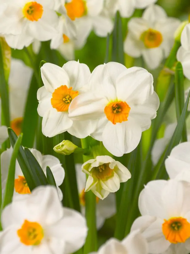 Bulbi de narcise Geranium 3 buc marime 10/12 [1]