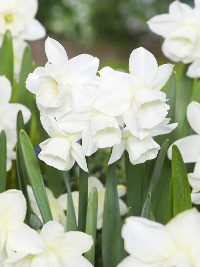 triandrus - Bulbi de narcise Hunter Morn marime 14/16