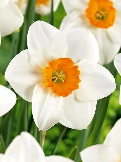 Trompeta - Bulbi de narcise June Allyson bulb 12/14 - 3 buc