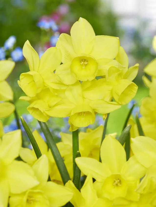 triandrus - Bulbi de narcise Sunlight Sensation 3 buc marime 12/14