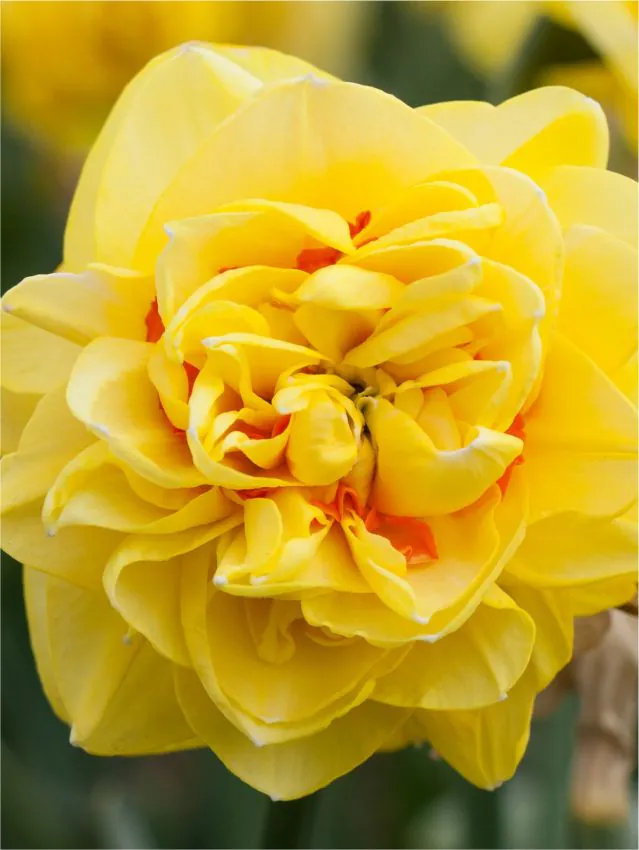 Narcise - Bulbi de narcise Sunny Day marime 14/16