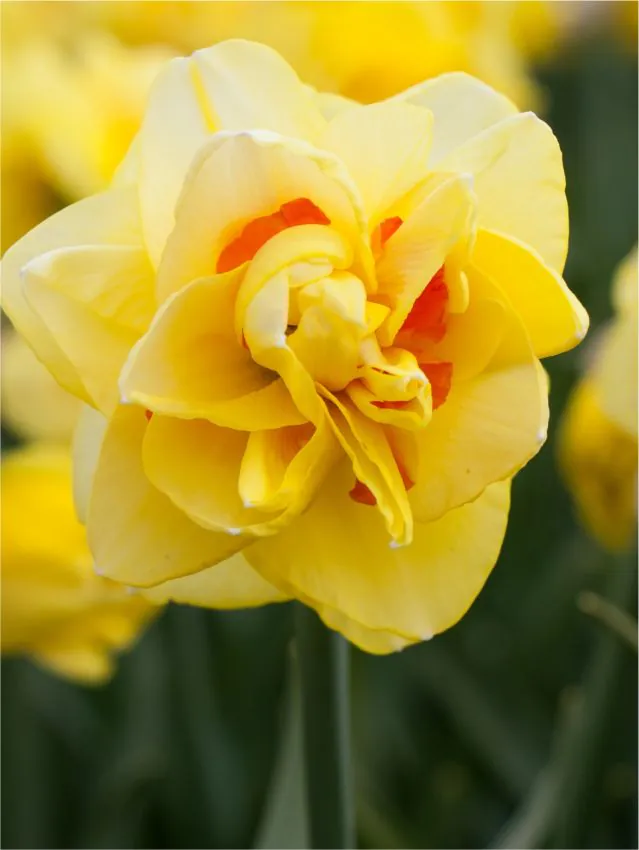 Bulbi de narcise Sunny Day marime 14/16 [1]