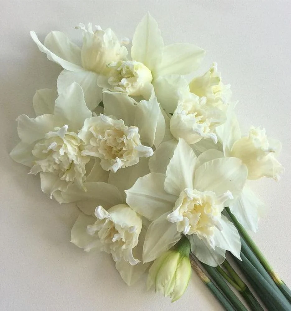 Bulbi de narcise White Marvel 3 buc marime 12/14 [2]