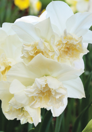 Bulbi de narcise White Marvel 3 buc marime 12/14 [1]