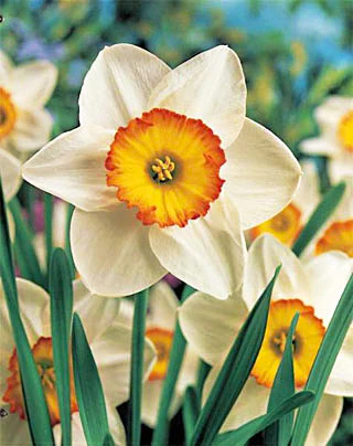 Narcise - Bulbi de narcise Flower Record 3 buc marime 12/14