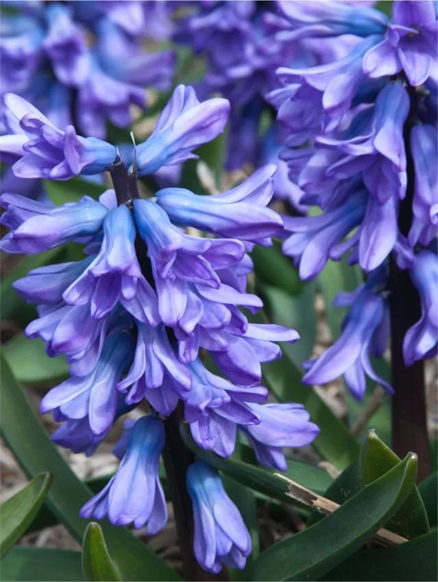 Zambile - Bulbi de zambile All Stars marime 17/18