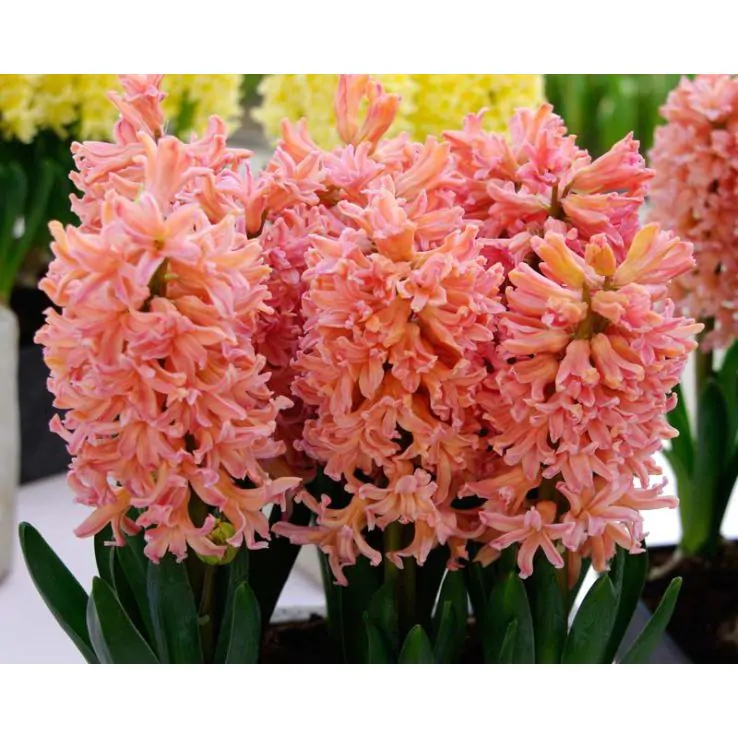 Bulbi de zambile duble Masquerade marime 14/15 [1]