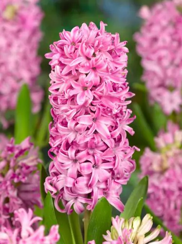 Bulbi angro - Bulbi de zambile Pink Pearl 50 buc marime 18/19