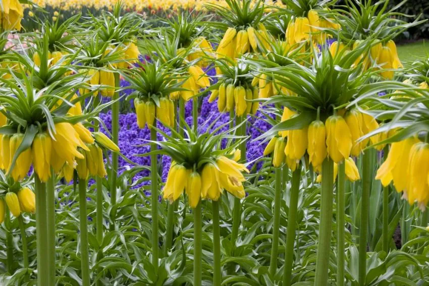 Fritillaria Lutea Imperialis 1 buc marime 20/22 [3]