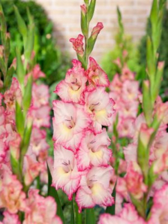 Gladiole - Gladiole Priscilla  marime 12/14