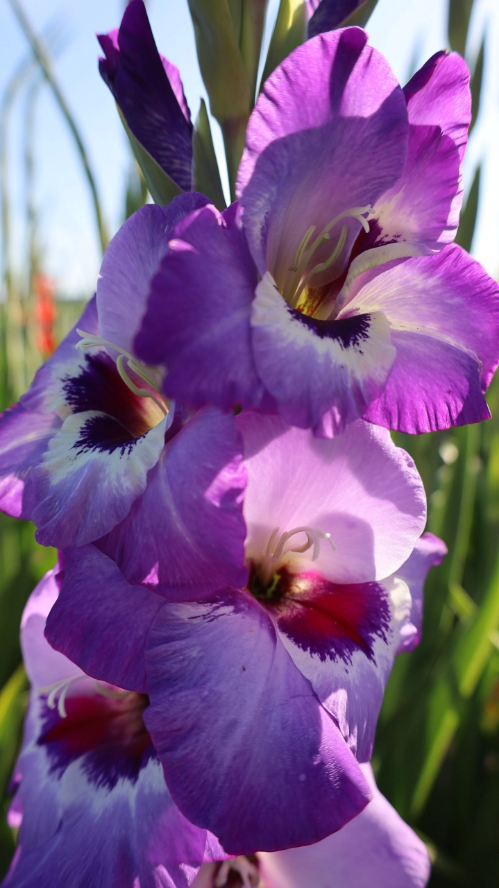 Gladiole - Bulbi gladiole Vista  marime  10/12