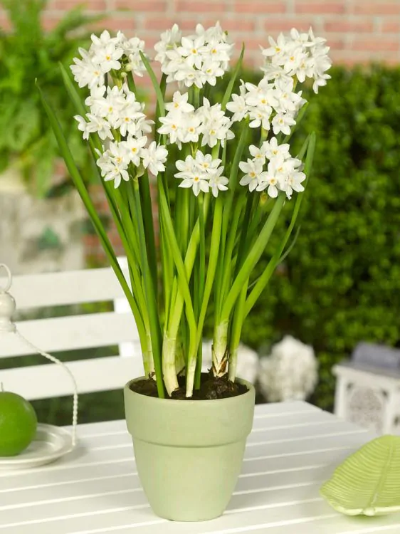 Tazetta - Bulbi narcise Paperwhite Ziva 3 bucati marime 14/15