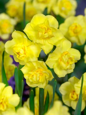 Duble - Bulbi narcise Yellow Cheerfulness marime 12/14 3 buc