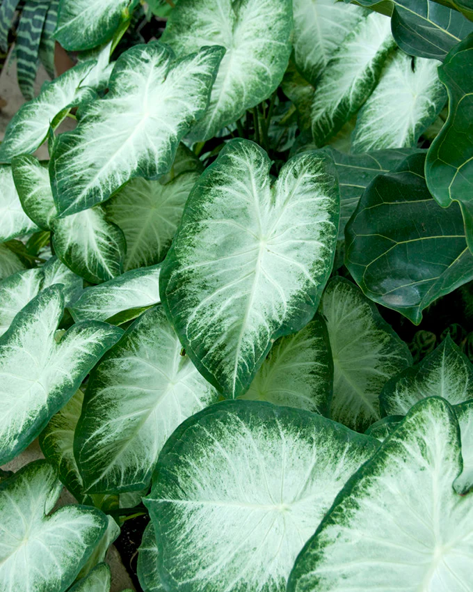 Caladium - Caladium Aaron