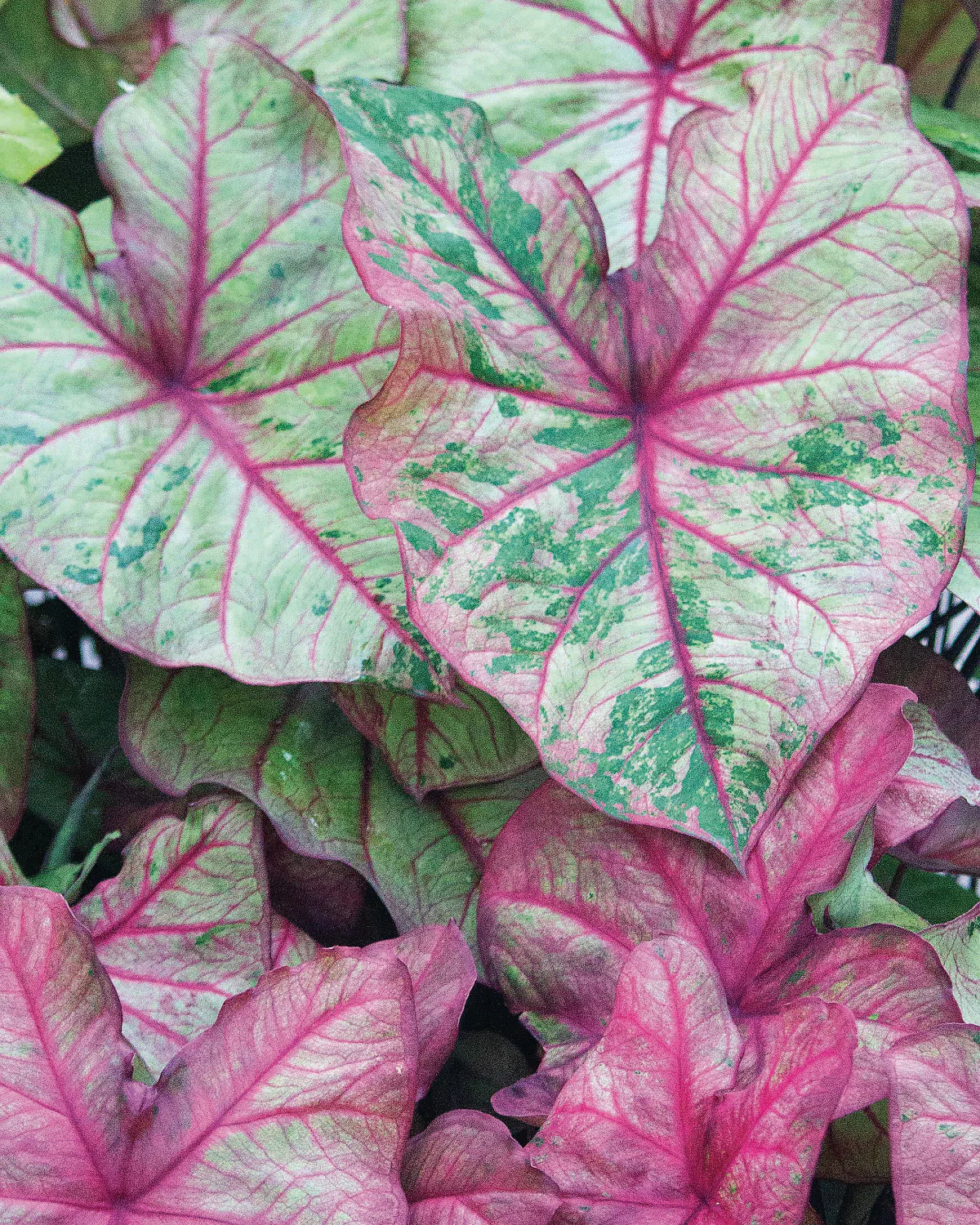 Caladium - Caladium Autumn Beauty