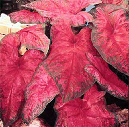 Caladium - Caladium Brandywine