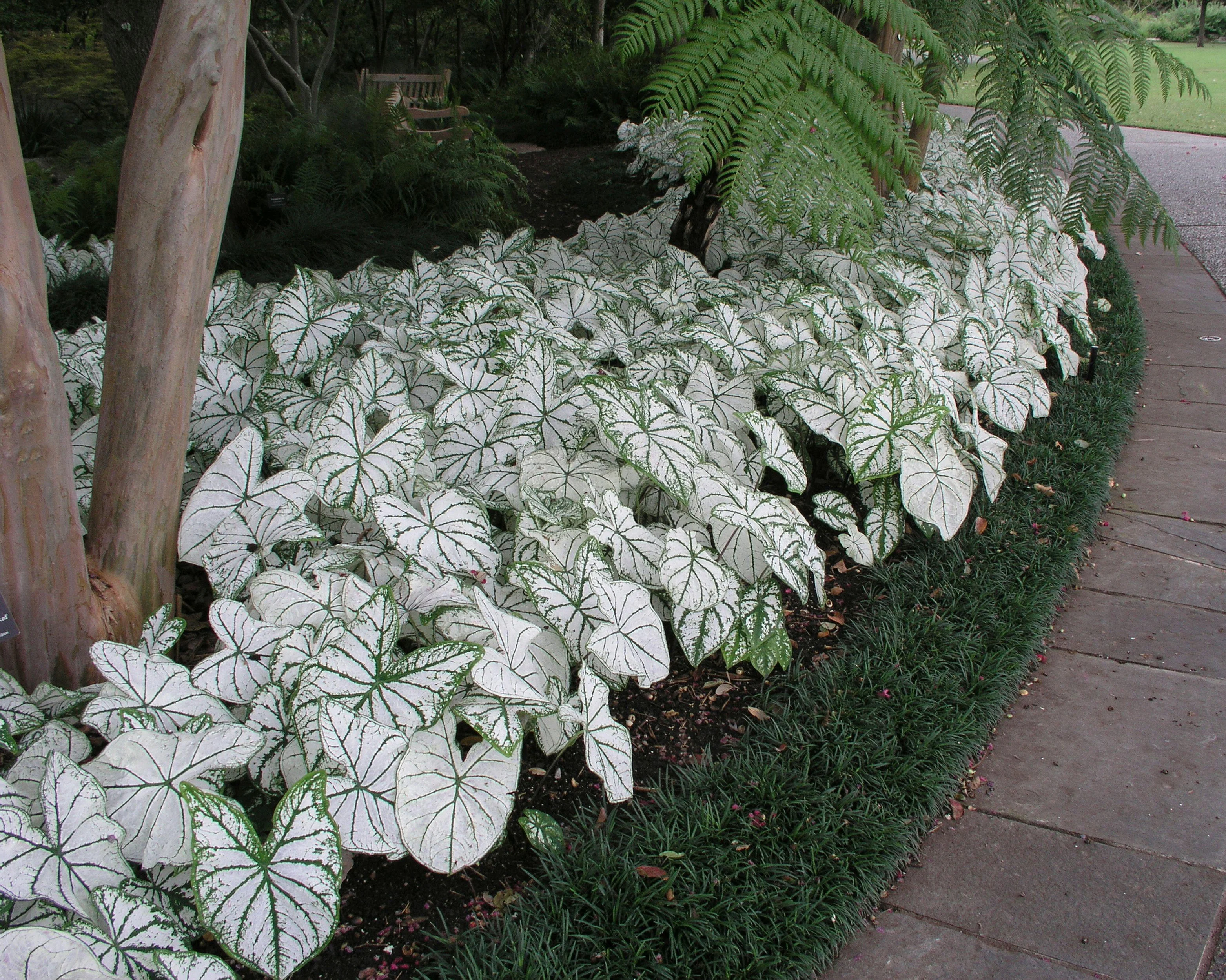 Caladium Candidum [1]