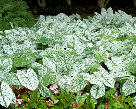 Caladium - Caladium Candidum
