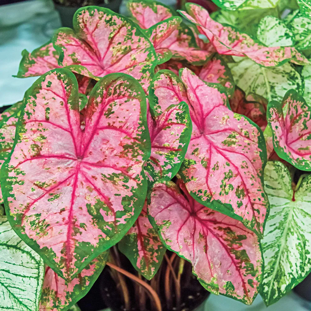 Caladium - Caladium Carolyn Whorton