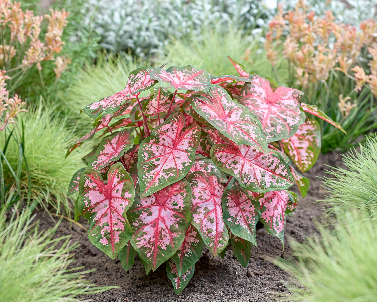 Caladium Carolyn Whorton [1]