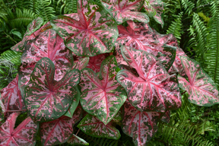 Caladium - Caladium Carolyn Whorton